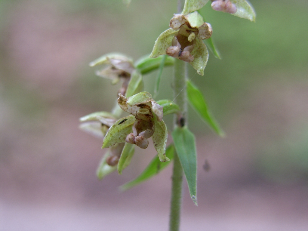 Epipactis 2: viridiflora?